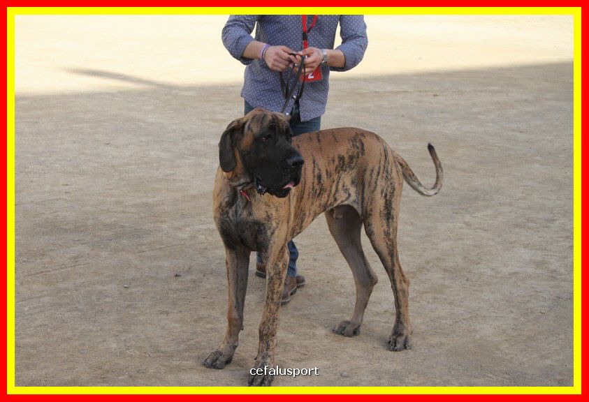 180311 mostra_canina 141.jpg